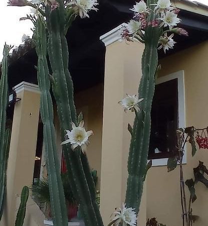 הוילה Nymfai Roula'S House מראה חיצוני תמונה